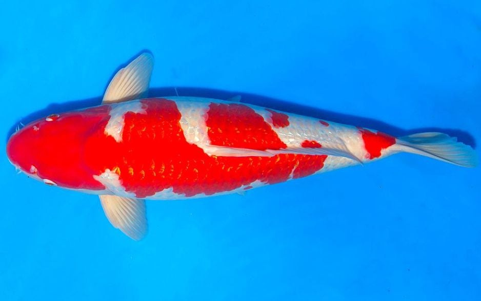 Mảng màu phủ kín phần mặt của cá Koi